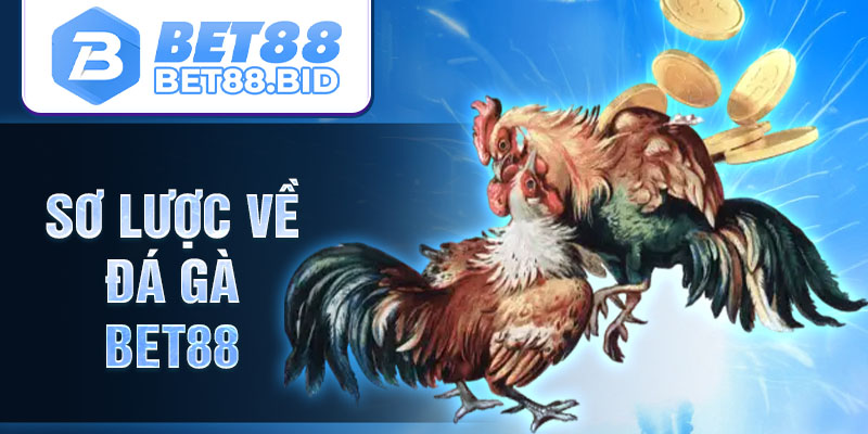 Sơ lược về đá gà BET88
