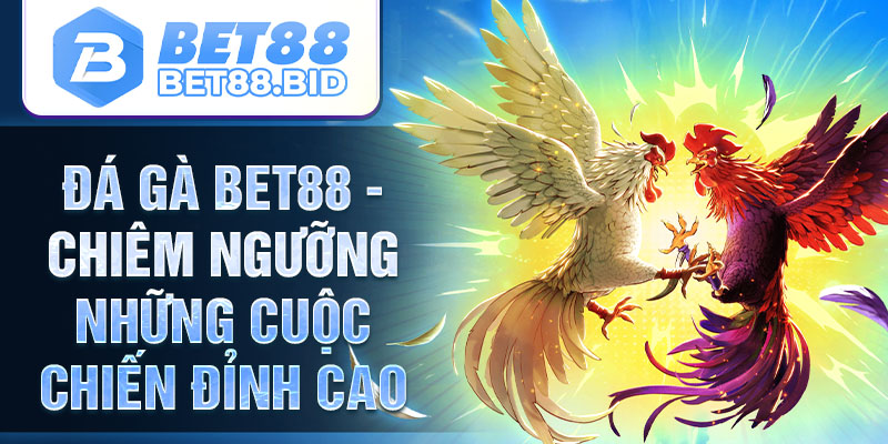 Đá Gà Bet88 - Cá Cược Đá Gà Trực Tuyến Thomo, SV388 Uy Tín